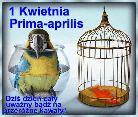 Papuga w akwarium i ryba w klatce na Prima Aprilis